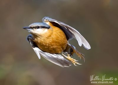 Picchio muratore (Sitta europaea)