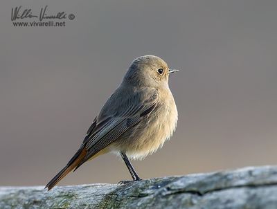 Codirosso spazzacamino (Phoenicurus ochruros )