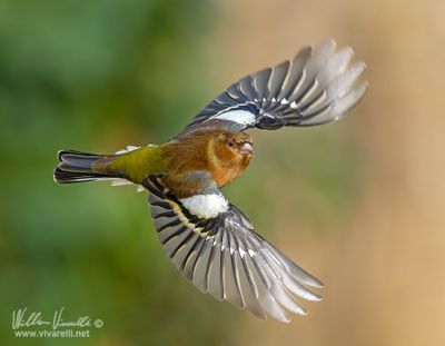 Fringuello (Fringilla coelebs(