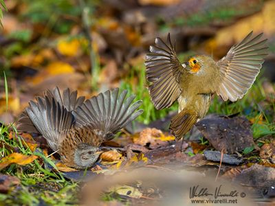 Pettirosso (Erithacus rubecula)