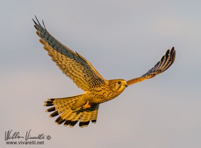 Gheppio (Falco tinnunculus)
