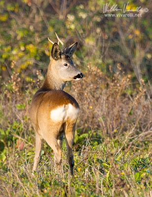 Capriolo (Capreolus capreolus)
