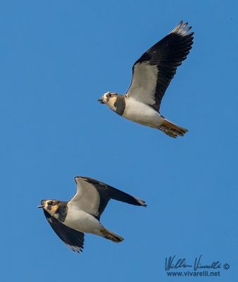 Pavoncella (Vanellus vanellus)