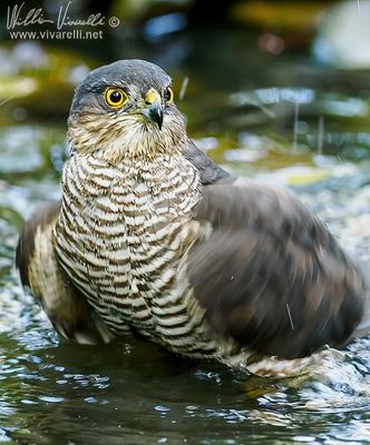 Sparviere (Accipiter nisus)