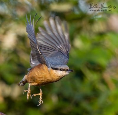 Picchio muratore (Sitta europaea)