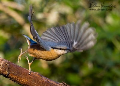 Picchio muratore (Sitta europaea)