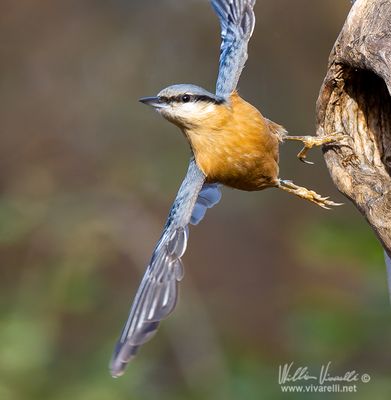 Picchio muratore (Sitta europaea)