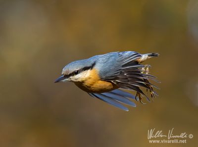 Picchio muratore (Sitta europaea)