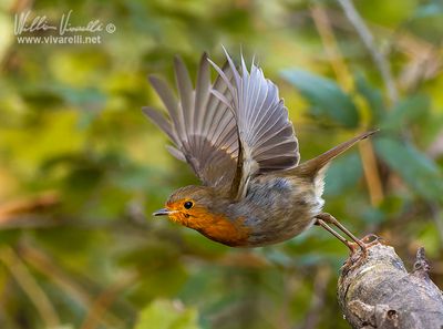 Pettirosso (Erithacus rubecula)