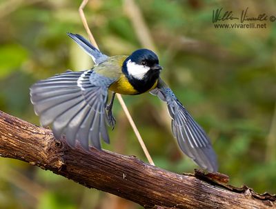 Cinciallegra (Parus major)