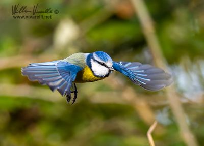 Cinciarella (Cyanistes caeruleus)
