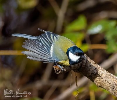 Cinciallegra (Parus major)