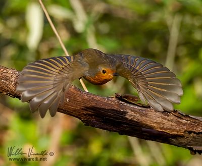 Pettirosso (Erithacus rubecula)