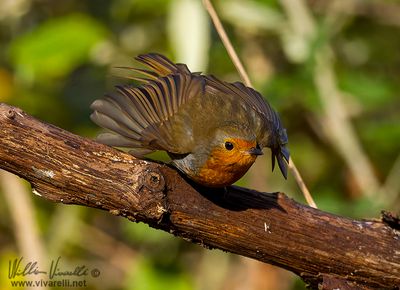 Pettirosso (Erithacus rubecula)