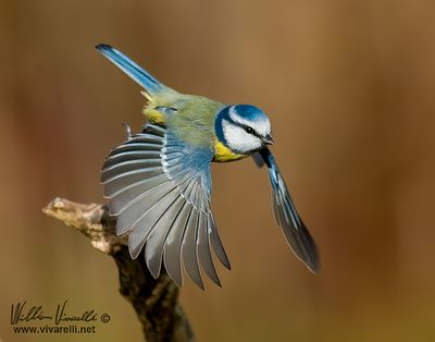 Cinciarella (Cyanistes caeruleus)
