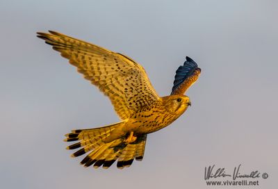 Gheppio (Falco tinnunculus)