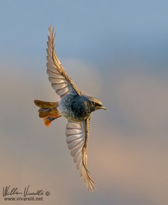 Codirosso spazzacamino (Phoenicurus ochruros )