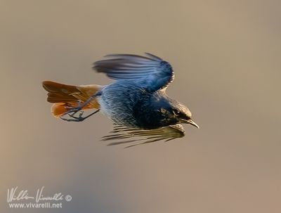 Codirosso spazzacamino (Phoenicurus ochruros )