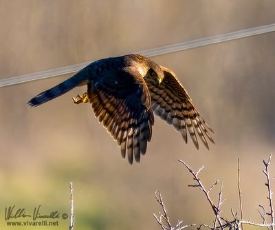 Sparviere (Accipiter nisus)
