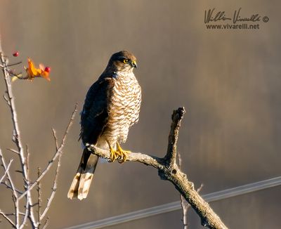 Sparviere (Accipiter nisus)