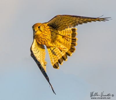 Gheppio (Falco tinnunculus)