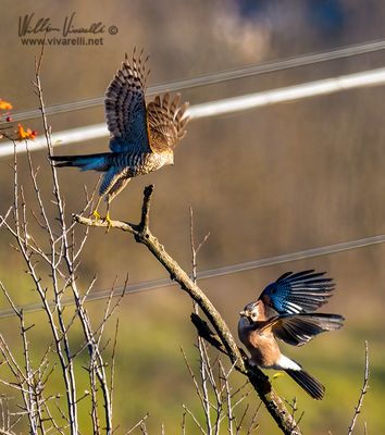 Sparviere (Accipiter nisus)
