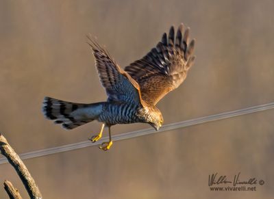 Sparviere (Accipiter nisus)
