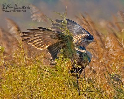 Falco di palude (Circus aeruginosus)