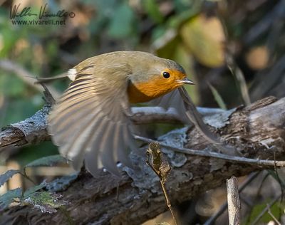 Pettirosso (Erithacus rubecula)