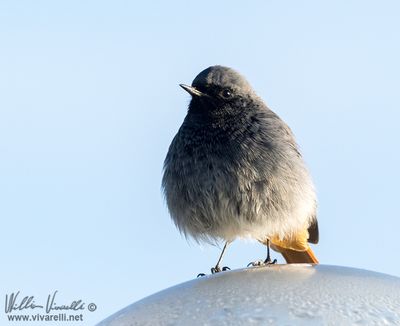 Codirosso spazzacamino (Phoenicurus ochruros )