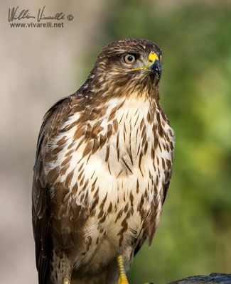 Poiana (Buteo buteo)