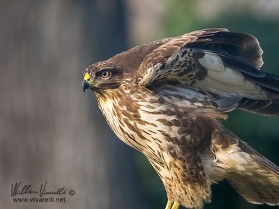 Poiana (Buteo buteo)