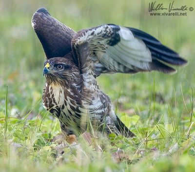 Poiana (Buteo buteo)