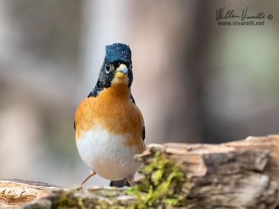 Peppola (Fringilla montifringilla)