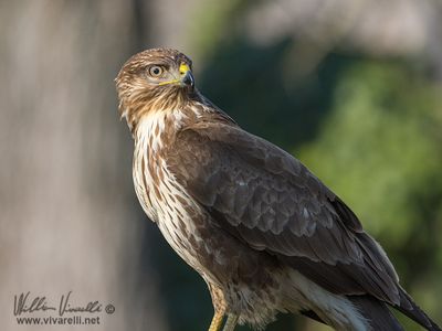 Poiana (Buteo buteo)
