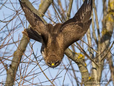 Poiana (Buteo buteo)