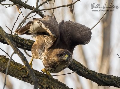 Poiana (Buteo buteo)