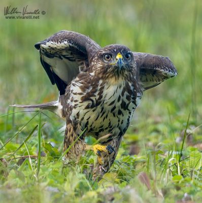 Poiana (Buteo buteo)