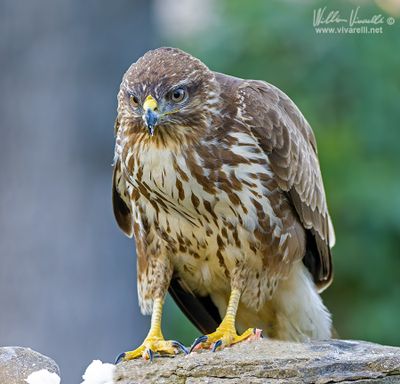 Poiana (Buteo buteo)