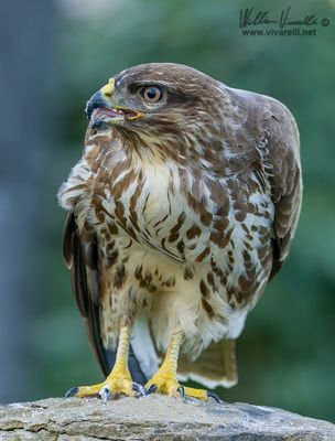 Poiana (Buteo buteo)