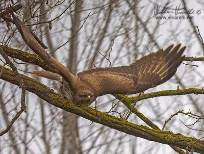 Poiana (Buteo buteo)