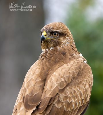Poiana (Buteo buteo)