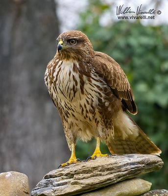 Poiana (Buteo buteo)