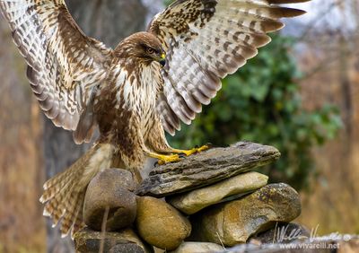 Poiana (Buteo buteo)