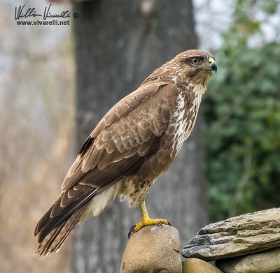 Poiana (Buteo buteo)