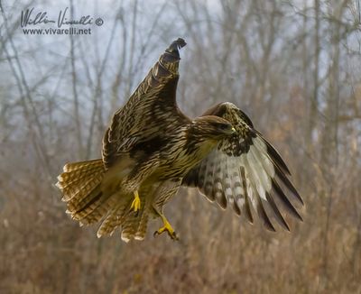 Poiana (Buteo buteo)