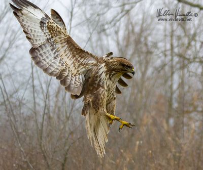 Poiana (Buteo buteo)