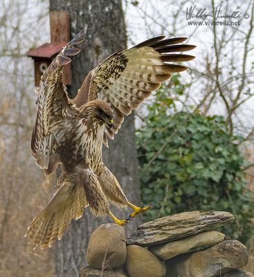 Poiana (Buteo buteo)
