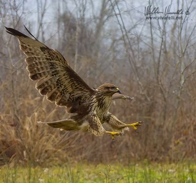 Poiana (Buteo buteo)