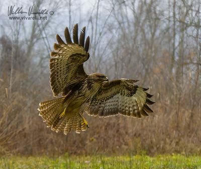 Poiana (Buteo buteo)